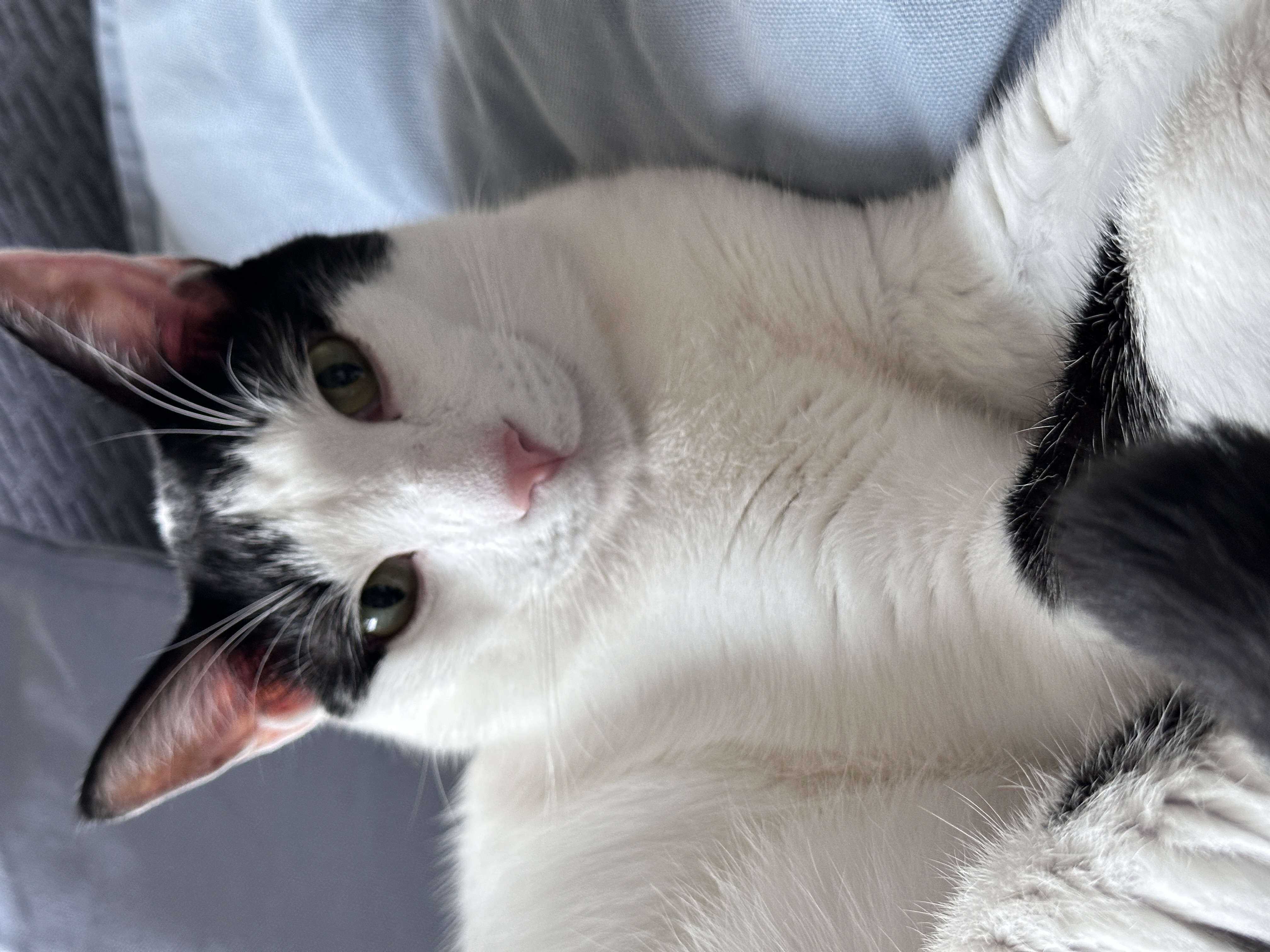 Max the Cat